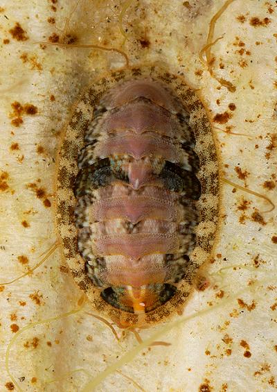 Chiton or Coat of Mail Shell Polyplacophora Images UK