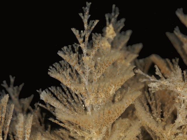 Crisularia plumosa Bugula Cheilostome bryozoan Images