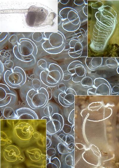 Sea Squirt Ascidian Tunicate Images UK