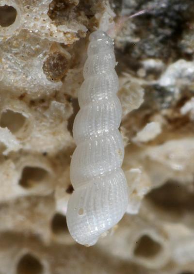 Heterobranchia Unassigned Omalogyroidea Pyramidelloidea Marine Snail Images UK Gastropoda