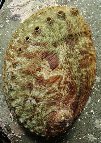 Green Ormer Superfamily Haliotoidea Family Haliotidae Marine Snail Images UK Gastropoda
