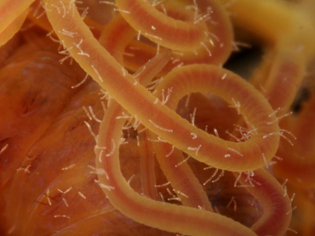 Beggiatoa type Bacteria on tentacular filaments tentacles of Cirratulus images