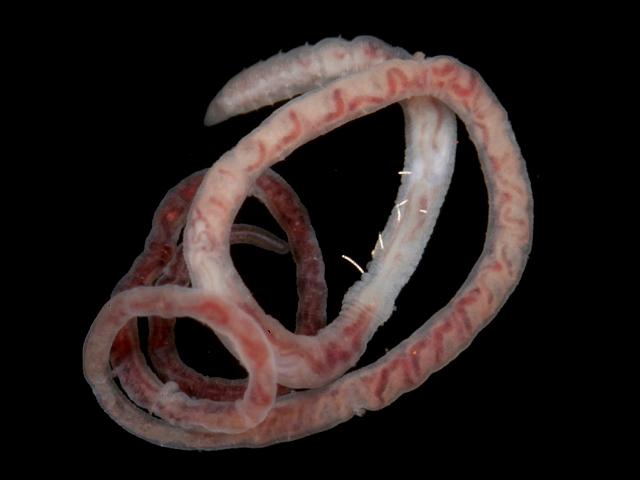 Beggiatoa type Bacteria on body of the marine oligochaete worm Clitellio arenarius images