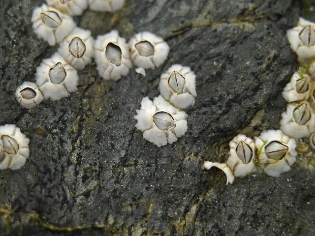 Semibalanus balanoides (Linnaeus, 1758) - An Acorn barnacle (Barnacle ...