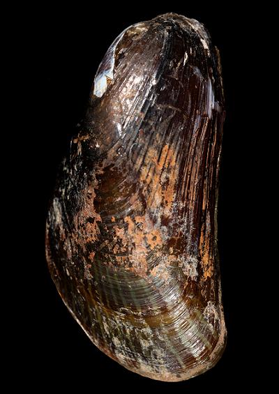 Marine Bivalve Images UK Mussels Order Mytilida Mytiloida