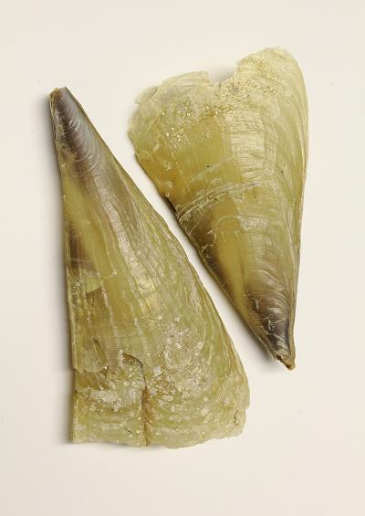 Marine Bivalve Images UK Fan mussels Wing and Purse oysters Order Pterioida