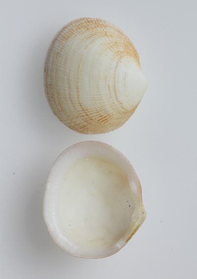 Marine Bivalve Images UK Lucinas and Cleftclams Order Lucinida