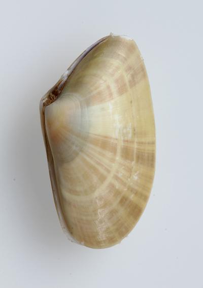 Marine Bivalve Images UK Wedge Sunset Furrow and Tellin shells Order Veneroida Tellinoidea