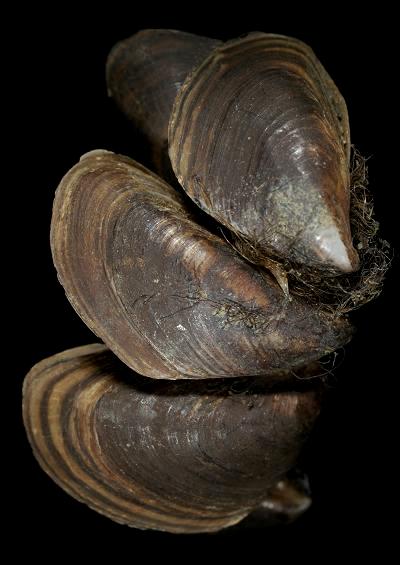 Marine Bivalve Images UK Zebra mussel Order Myida Superfamily Dreissenoidea