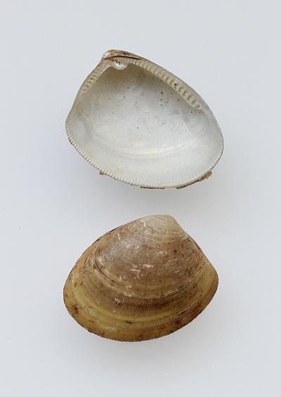 Marine Bivalve Images UK Nut shells Order Nuculida