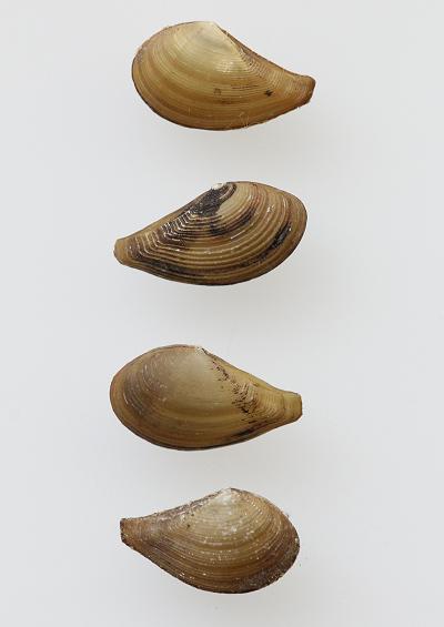 Marine Bivalve Images UK Nut shells Order Nuculanida Nuculanoida
