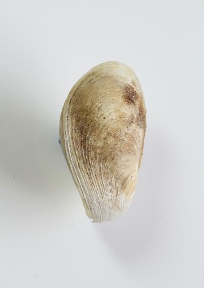 Marine Bivalve Images UK Flask Razor shells and Rock borers Order Adapedonta and Superfamily Gastrochaenoidea