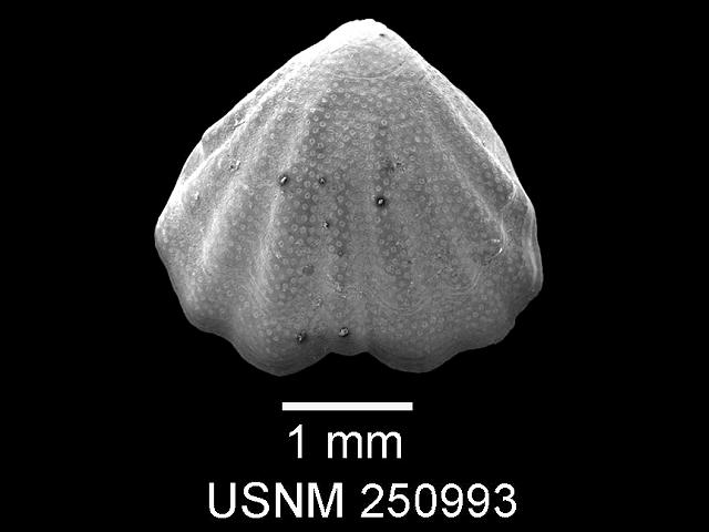 Argyrotheca cuneata megathyrididae megathyridid brachiopod Lamp shell brachiopoda images