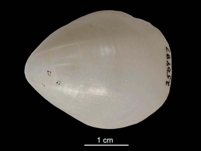 Gryphus vitreus terebratulidae terebratulid brachiopod Lamp shell brachiopoda images