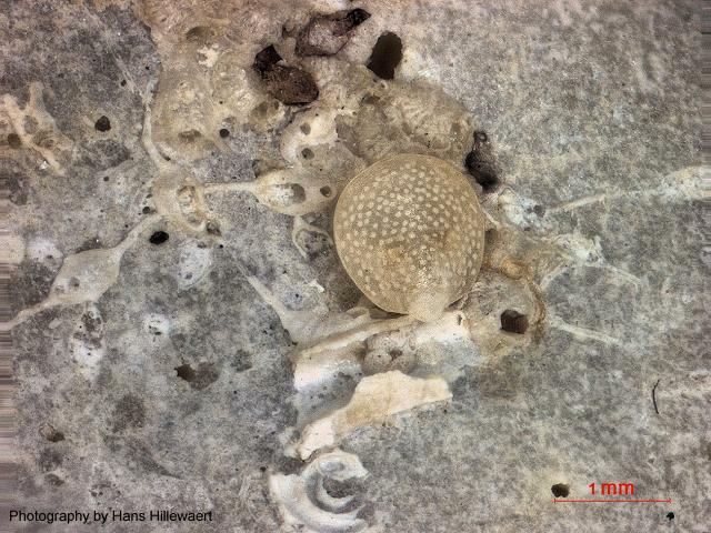 Gwynia capsula brachiopod or lamp shell brachiopoda images