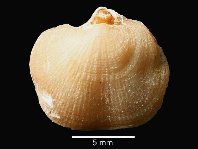 Megerlia truncata kraussinidae kraussinid brachiopod Lamp shell brachiopoda images