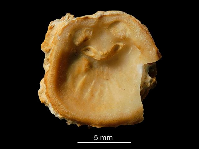 Novocrania anomala syn Crania anomala craniidae craniid brachiopod Lamp shell brachiopoda images