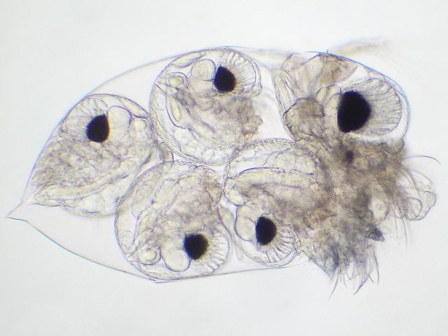 Evadne nordmanni podonid podonidae branchiopoda Branchiopod plankton images