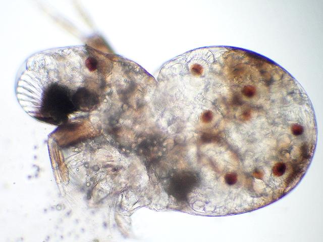 Podon intermedius podonid podonidae branchiopoda Branchiopod plankton images