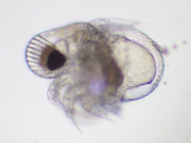 Podon species podonid podonidae branchiopoda Branchiopod plankton images