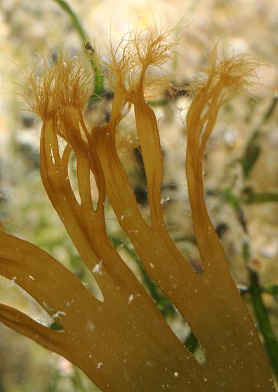 Brown Seaweed Algae Images Ochrophyta UK