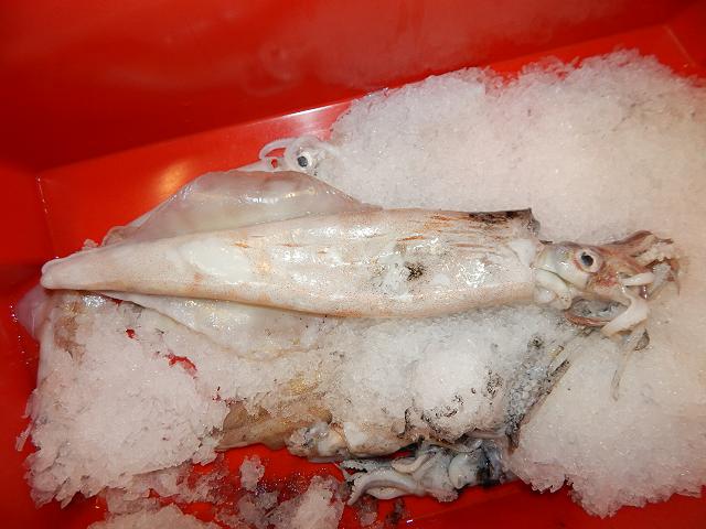 Loligo vulgaris Common Long-finned squid or Sea arrow Cephalopod Images