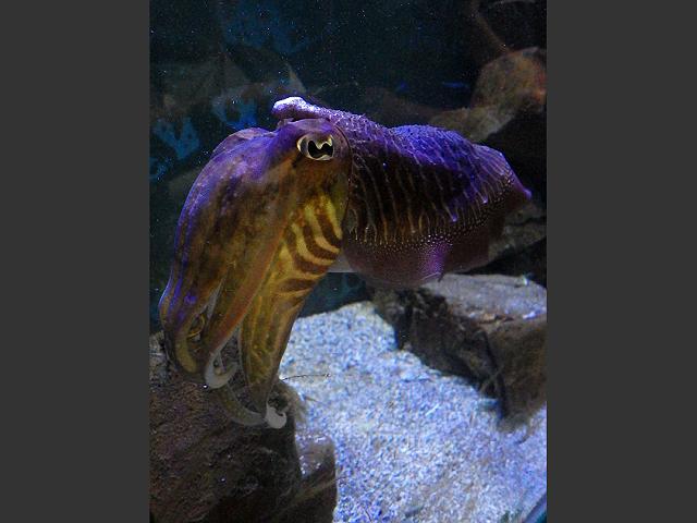 Sepia sp., Sepia sp. (Cephalopoda, Sepiida), Cuttlefish (en…