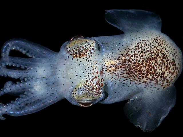 Sepiola atlantica Atlantic bobtail squid or Little Cuttlefish Cephalopod Images