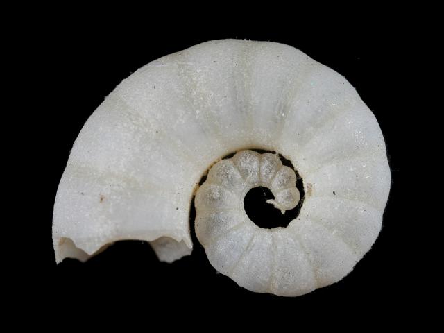 Spirula spirula Rams horn shell Cephalopod Images