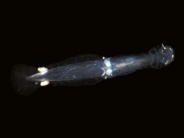 Spadella cephaloptera Arrow worm Chaetognatha images