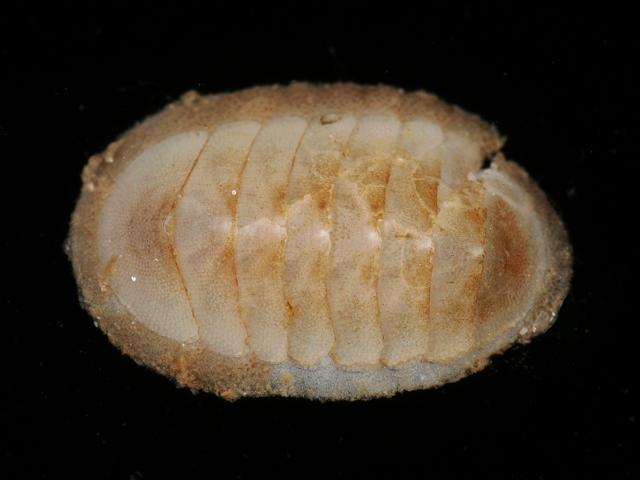 Leptochiton asellus mail shell Chiton Images