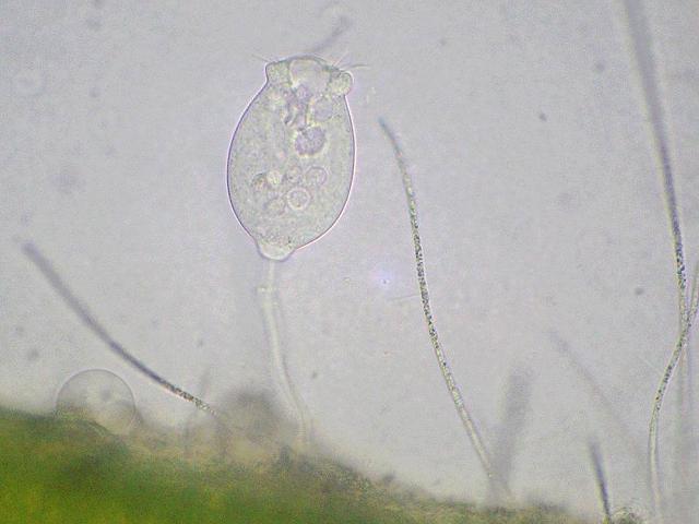Vorticella or Pseudovorticella in pool on Ulva intestinalis Ciliophora images