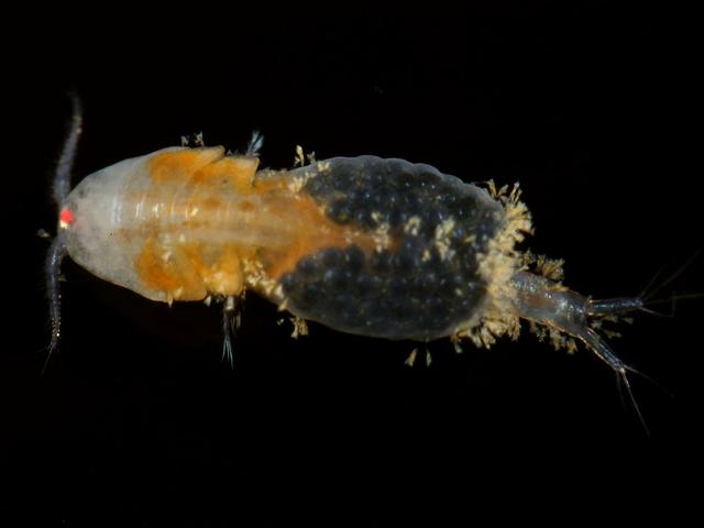 Stalked ciliate protozoa on the parasitic copepod Notodelphys caerulea Ciliophora images