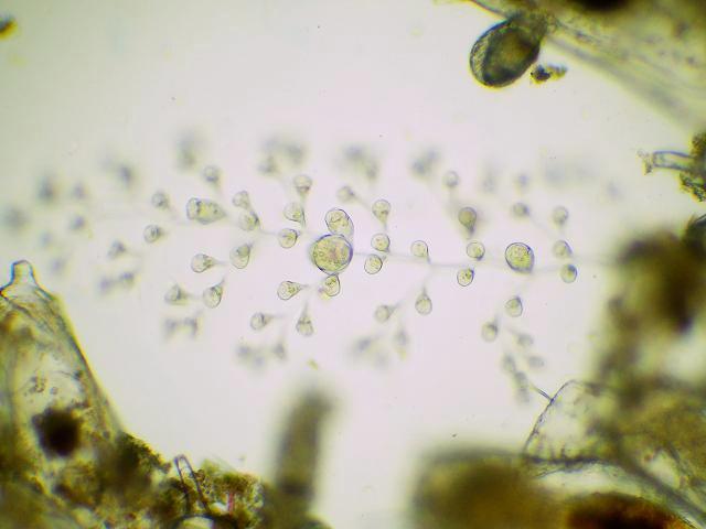 Colonial ciliate anascan bryozoan Bugulina simplex Ciliophora images