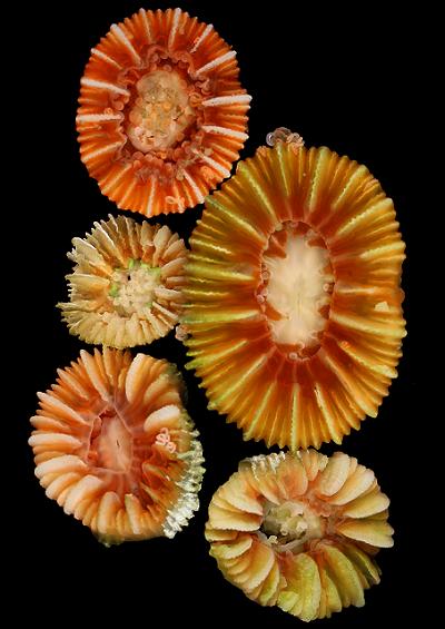 Stony Hard and Cup coral Order Scleractinia Images UK