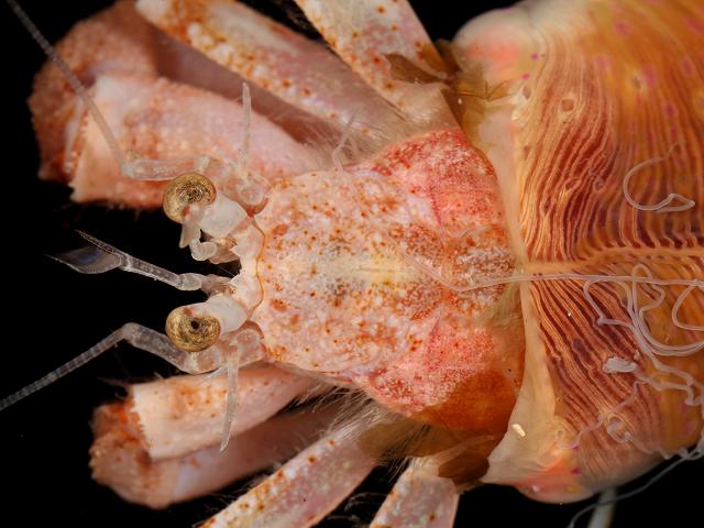 Pagurus prideaux Prideauxs Deep or Anemone hermit crab Crustacean Images