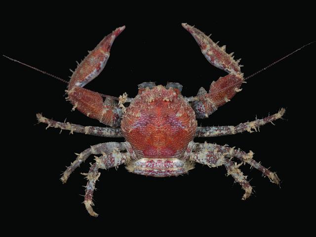 Pisidia longicornis Long clawed Minute Porcelain Crab Crustacean Images