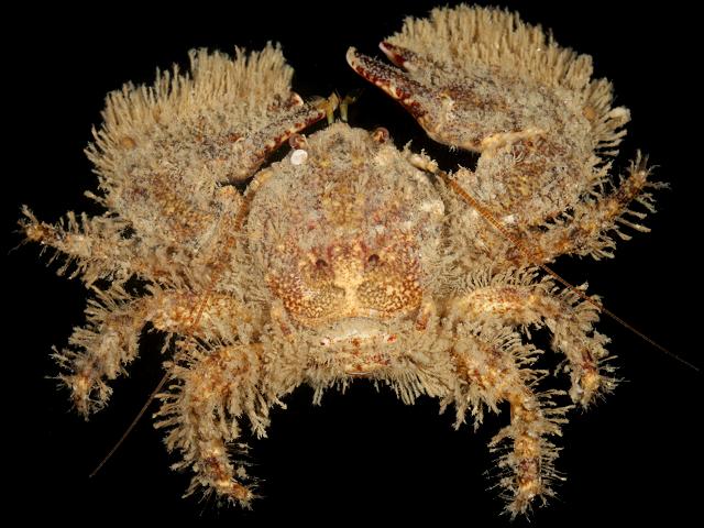 Porcellana platycheles Hairy Broad clawed Porcelain shaggy flat Crab Crustacean Images