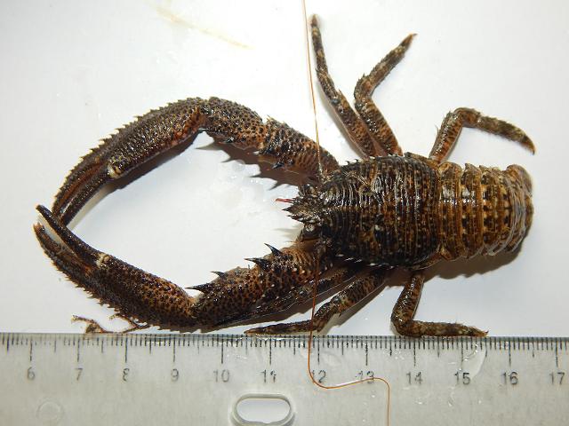 Galathea squamifera Scaly Black squat lobster Montagus plated Crustacean Images