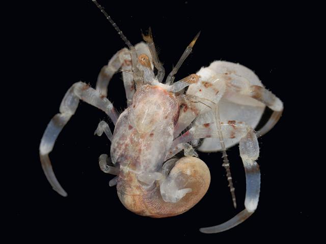 Anapagurus hyndmanni Hermit Crab Images