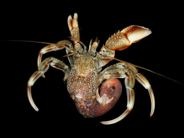APHOTOMARINE - A photographic guide to aid the recognition and identification of Pagurus bernhardus Common Hermit Crab Crustacean Images