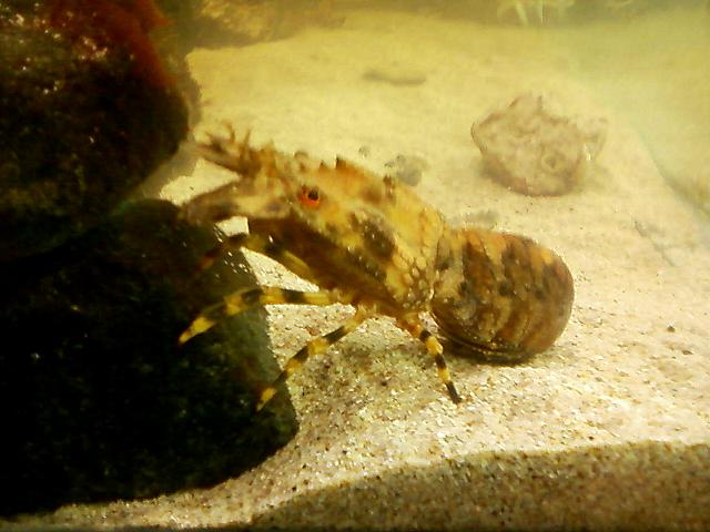 Scyllarus arctus Lesser Slipper Sand Locust lobster Crustacean Images