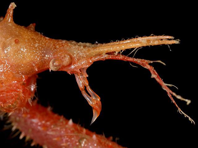 Macropodia tenuirostris Slender spider crab Crustacean Images