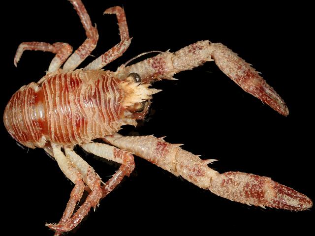 Galathea dispersa Squat Lobster Crustacean Images