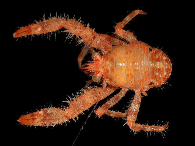 Galathea nexa Fury or Hairy-clawed squat lobster or Embletons Galatheid Crustacean Images