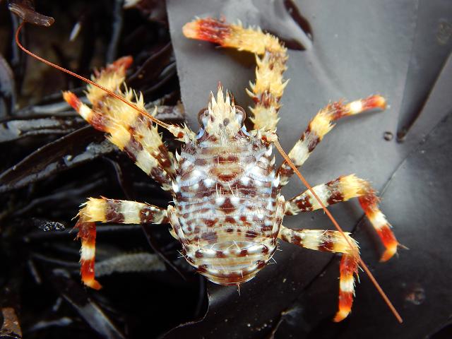 Galathea strigosa Spinous Squat Lobster Crustacean Images