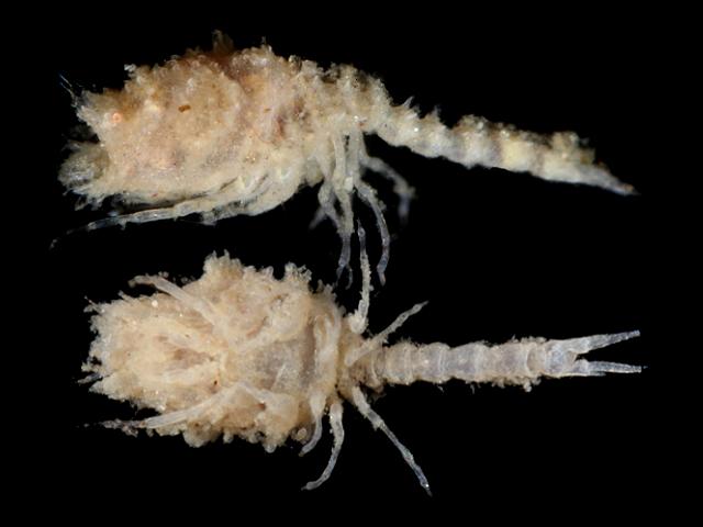 Iphinoe trispinosa bodotriidae cumacean cumacea images