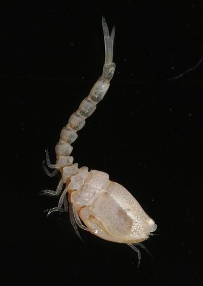Cumacea shrimp like animal Images UK