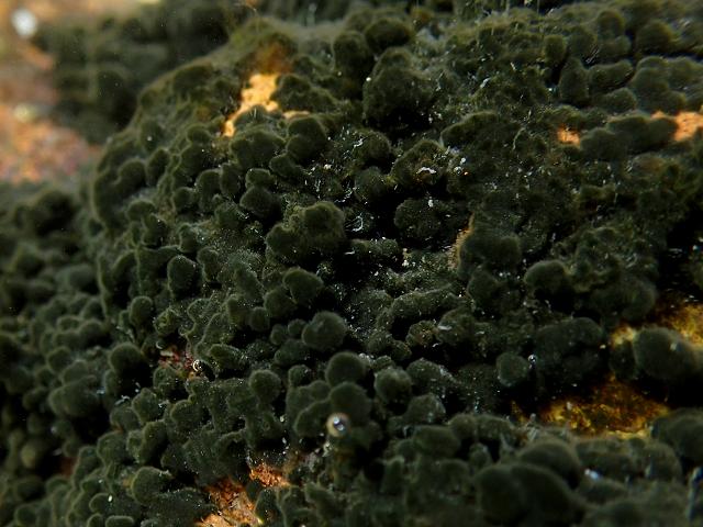Rivularia species on rock in an uppershore rockpool blue green algae cyanobacteria images