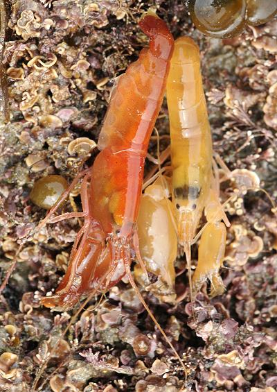 Prawn Shrimp Images UK
